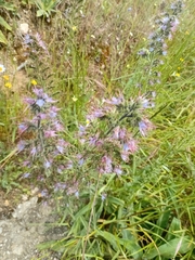 Echium lusitanicum, photograph (c) Gijs Romijn, some rights reserved (CC BY)