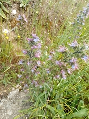 Echium lusitanicum, photograph (c) Gijs Romijn, some rights reserved (CC BY)