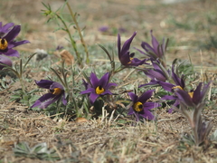 Pulsatilla chinensis