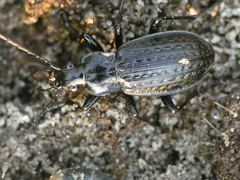 Carabus granulatus interstitialis