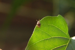 Sennius lateapicalis