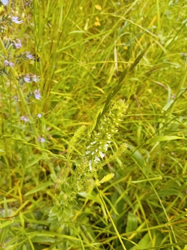 Anarrhinum duriminium, photograph 4