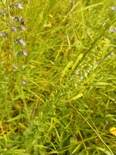 Anarrhinum duriminium, photograph 5
