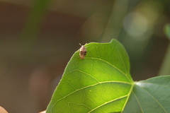 Sennius lateapicalis
