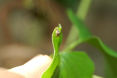 Sennius lateapicalis
