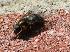 Cheilosia caerulescens