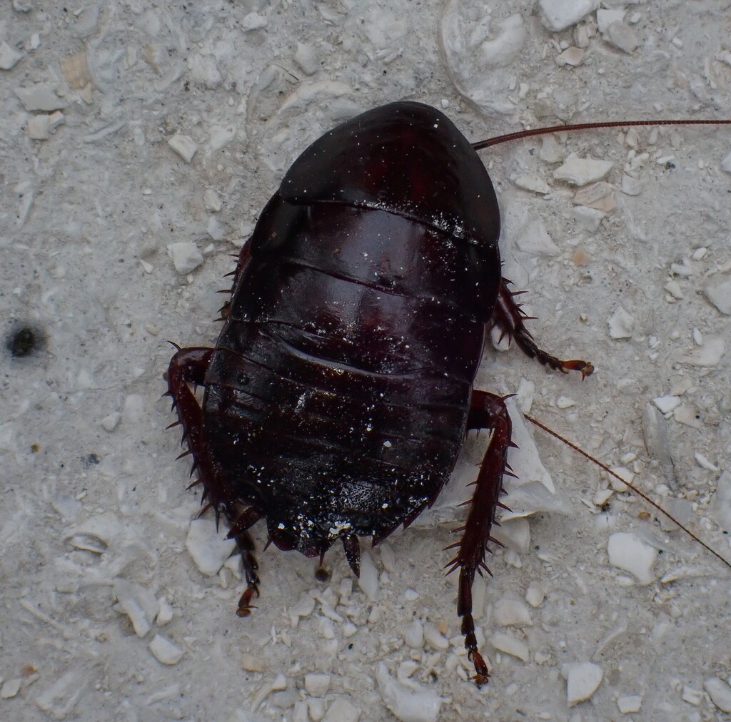 Florida Woods Cockroach from Sumter County, FL, USA on May 12, 2026 at ...