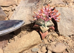 Crassula deltoidea