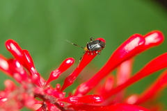 Horciasinus argentinus