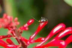 Horciasinus argentinus