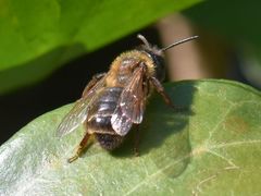 Andrena tibialis