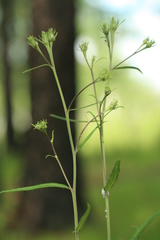 Saussurea odontolepis
