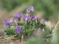 Gueldenstaedtia verna