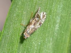 Tephritis vespertina