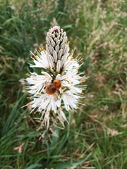Asphodelus albus