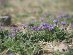 Gueldenstaedtia verna