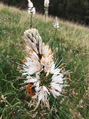 Asphodelus albus