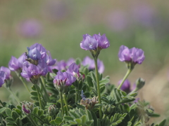 Gueldenstaedtia verna