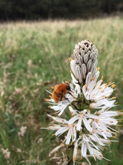 Asphodelus albus