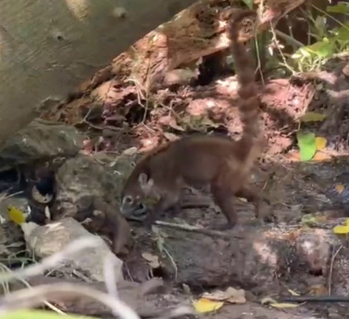 White-nosed Coati observed by jackzimmy
