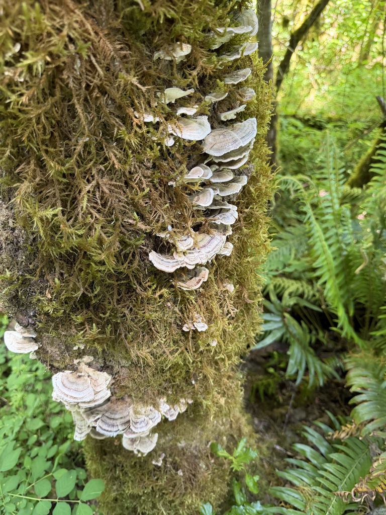 turkey-tail · May 2026 · photo: Photo: (c) Judi Sanders, some rights reserved (CC BY) · iNaturalist