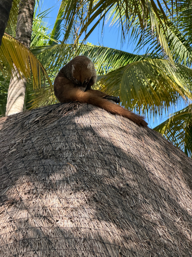 Yucatán Coati observed by drdand