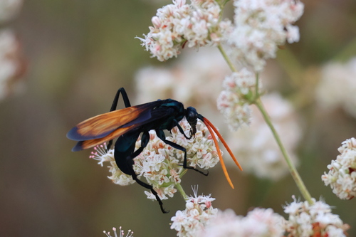 Milde's Tarantula-hawk Wasp photo 6