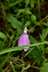 Roscoea purpurea