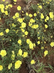 Tribulus cristatus