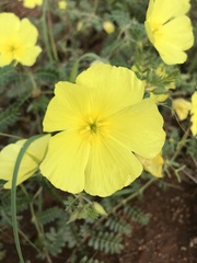 Tribulus cristatus