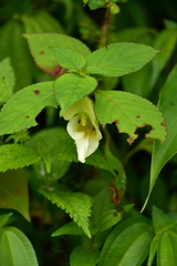 Impatiens scabrida