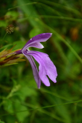 Roscoea purpurea