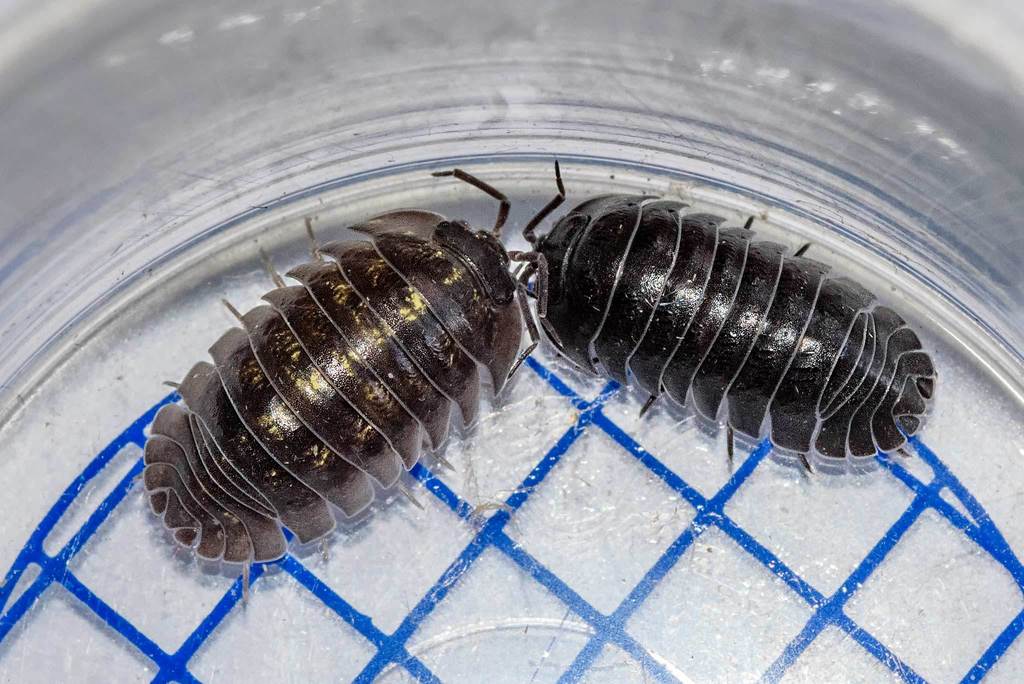 Southern Pill Woodlouse, photo 1 of 10