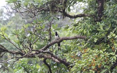 Dendrocitta leucogastra