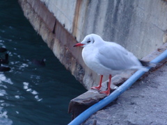 Chroicocephalus ridibundus