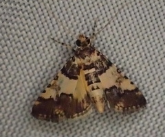 Nacoleia mesochlora