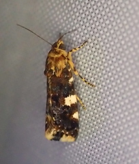 Acontia crocata