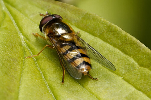 Straight-banded Smoothtail, Nieuwe Niedorp, Netherlands, photo 9 of 10