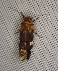 Acontia crocata