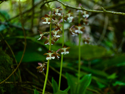 Calanthe discolor, photograph 2
