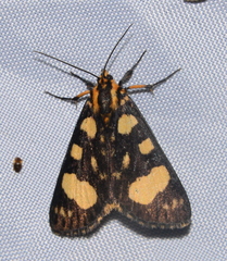 Periopta diversa