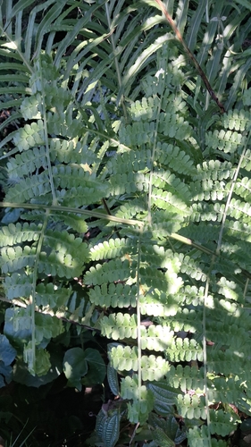Dennstaedtia cornuta, 2026-05-12