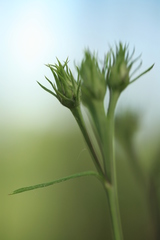 Saussurea odontolepis