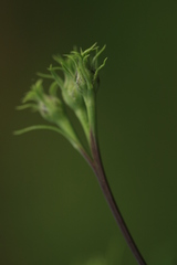 Saussurea odontolepis