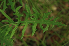 Saussurea odontolepis