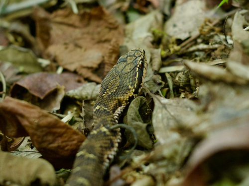 Short-tailed Mamushi