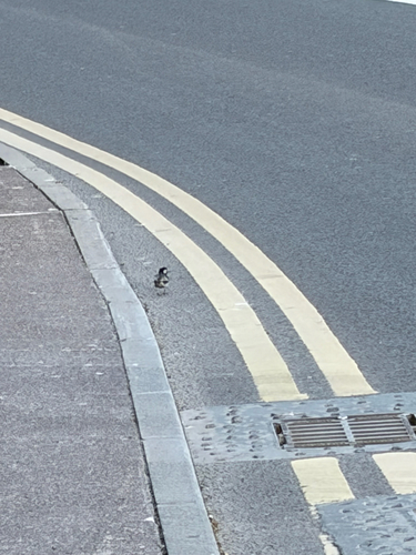 Pied Wagtail