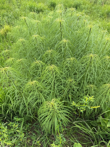 Willow-leaf sunflower
