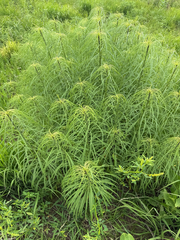 author not stated, no rights reserved Helianthus salicifolius, photograph author not stated, no rights reserved