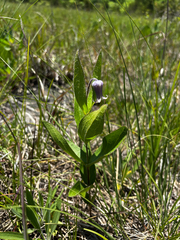 Clematis fremontii, photograph (c) Chris Stahl, some rights reserved (CC BY)